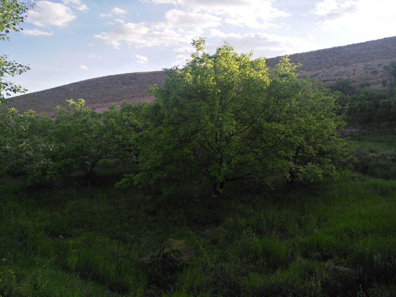  عکس باغ روستایی